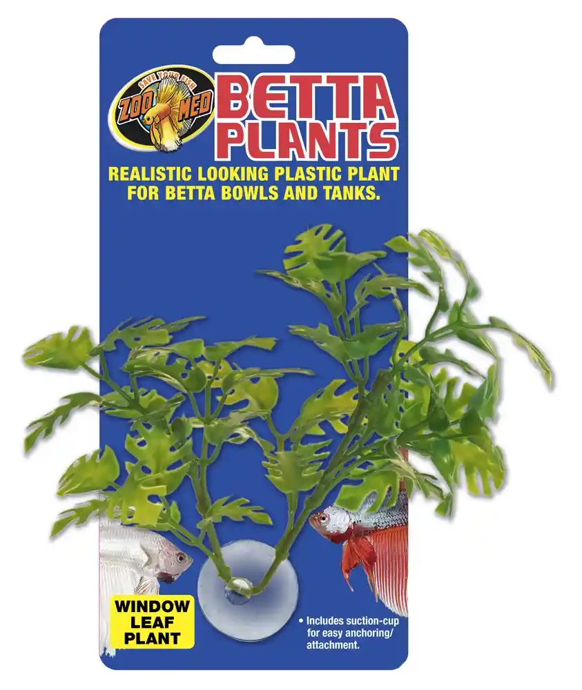 Zoomed Betta Window Leaf Plant
