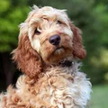 A brown Cockapoo puppy.