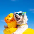 A dog wearing sunglasses with a yellow swim ring.