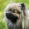 A gray Pomeranian.