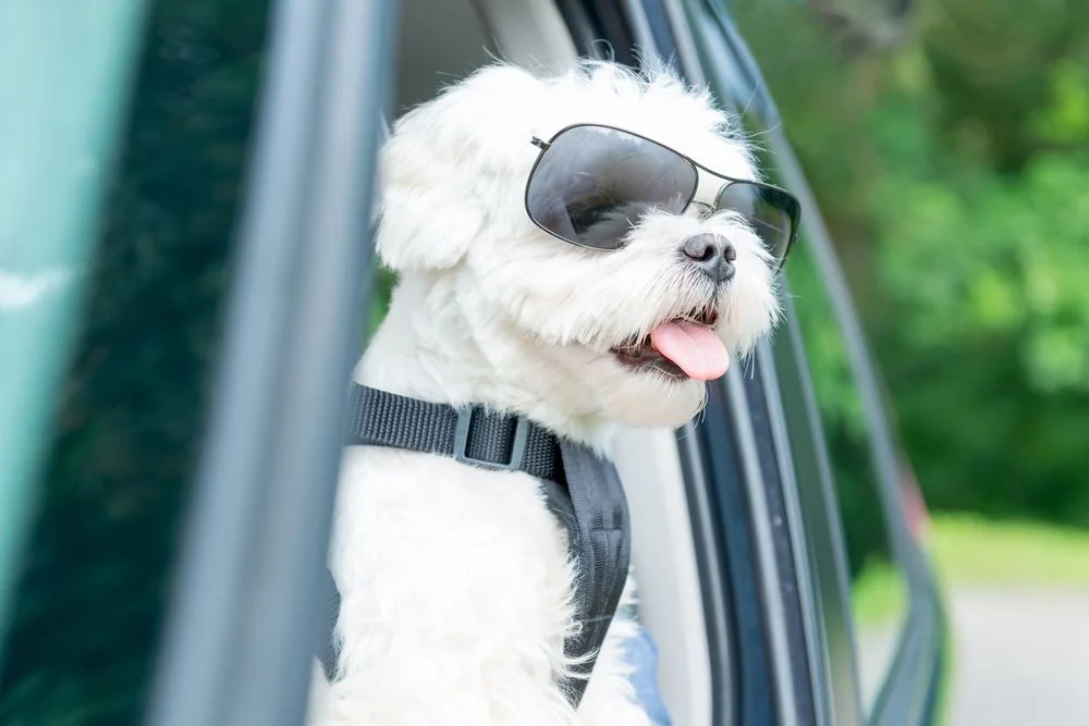 A Maltese dog wearing sunglasses sticking its head out of a car window.