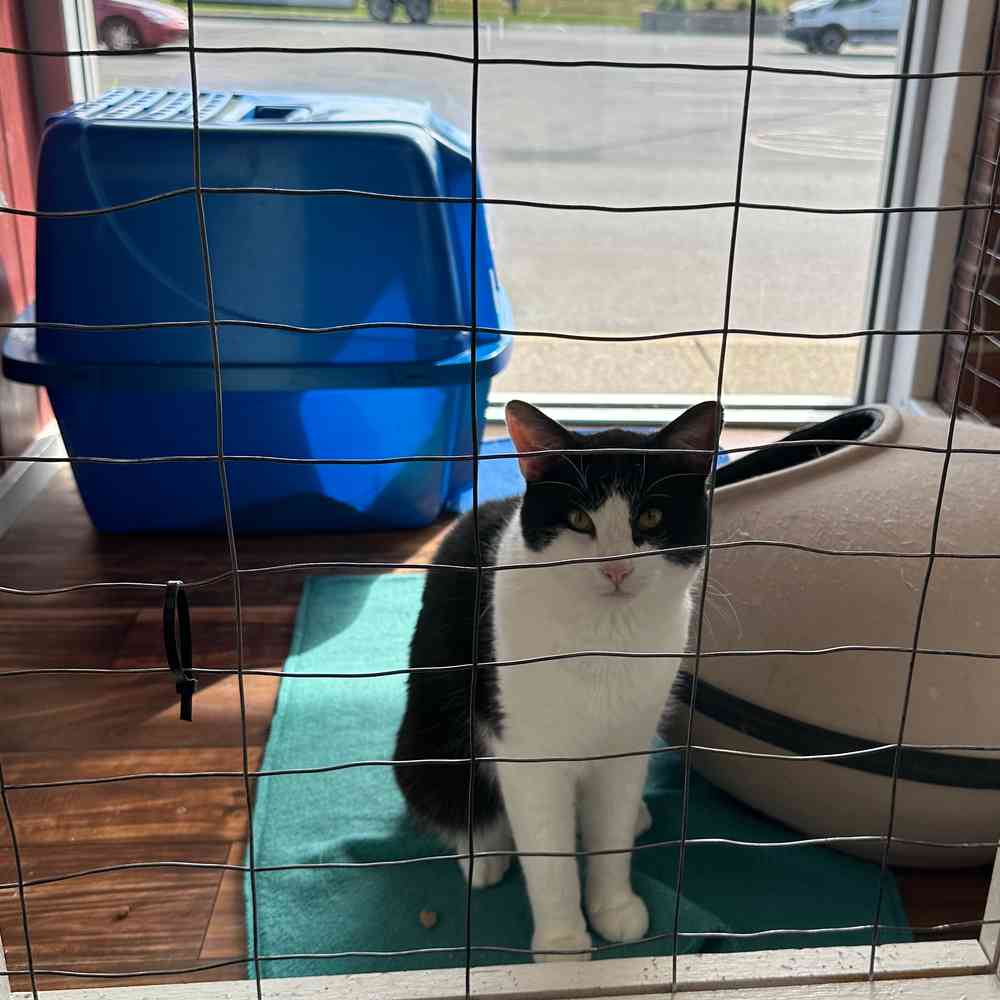 Male Domestic Medium Hair adoption cat for sale at Hooves & Paws.
