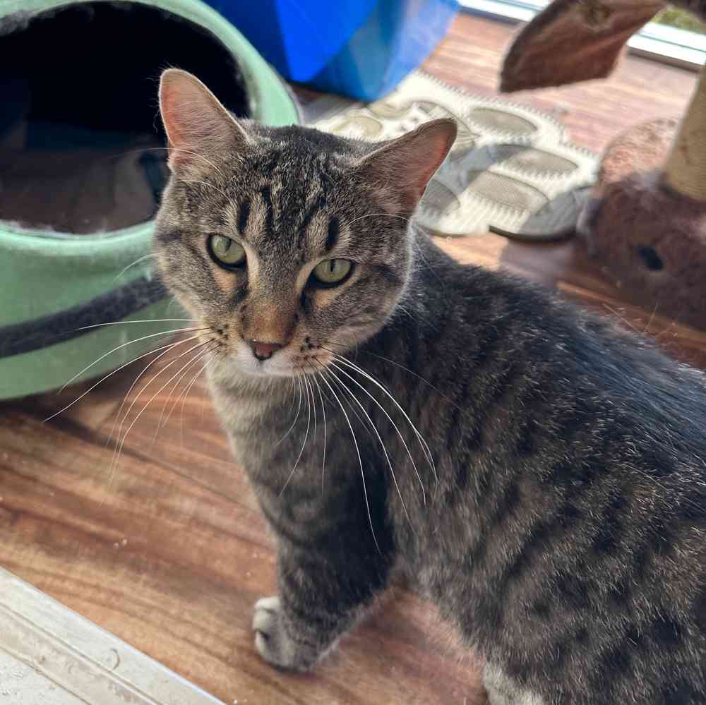 Adoption Cat for sale