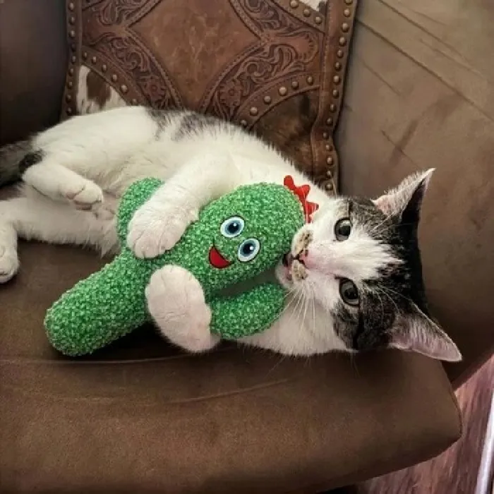 Kong Holiday Kickeroo Santa Cactus Cat Toy