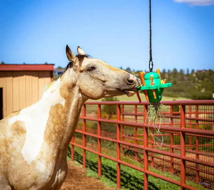 Petkore Clover Ball For Equine, Green, X-large