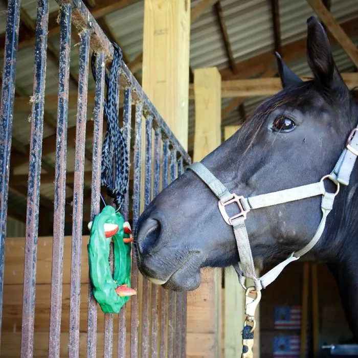 Petkore Luna Ring With Hanging Kit For Equine