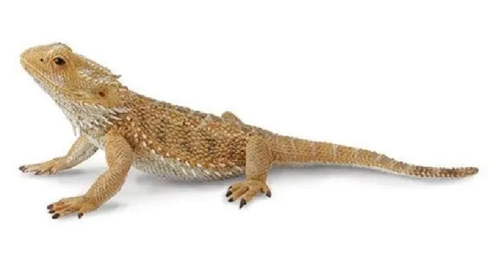 Breyer CollectA - Bearded Dragon, Lizard