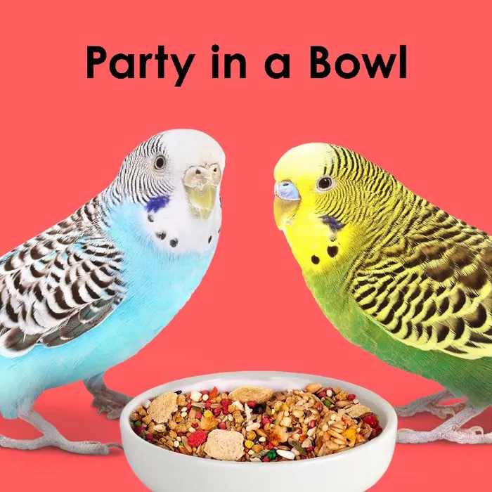 Fiesta Parakeet-4.5-lb