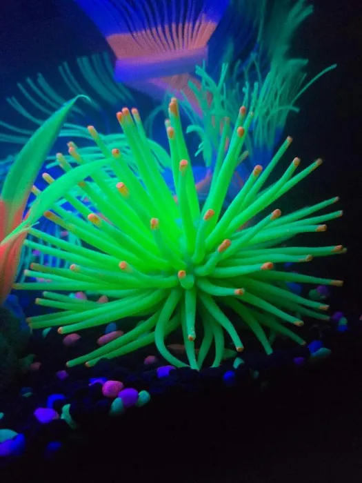 Tetra Glofish Anemone - Green - Large