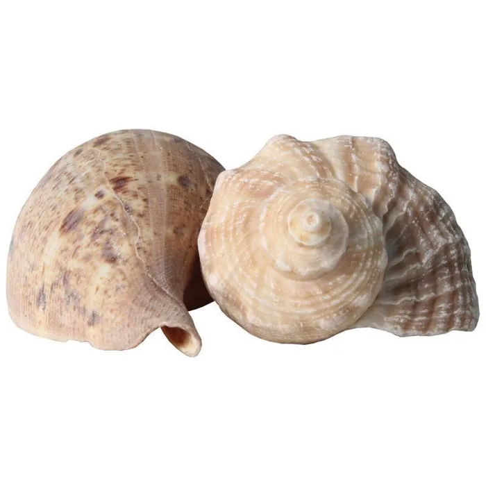 Hermit Crab Growth Shells Large 2pk