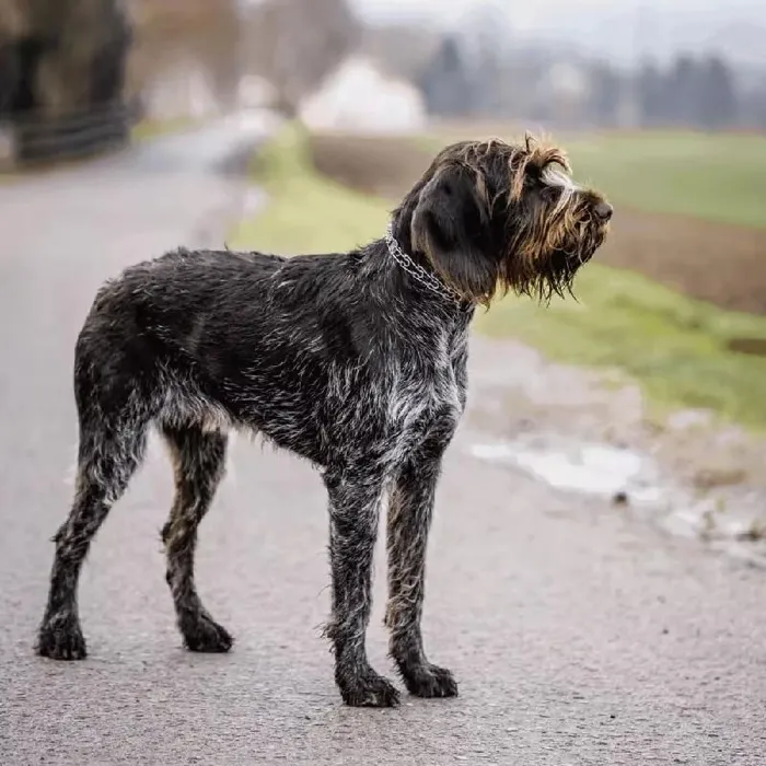 Herm. Sprenger Stainless Ultra-plus Dog Traini