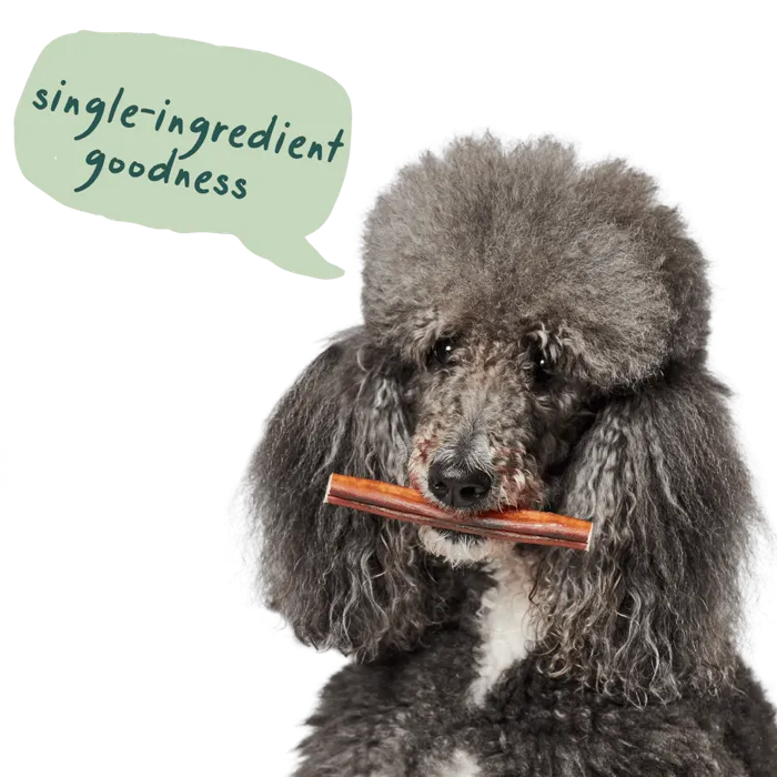 Woof BullySafe collagen chew poodle lifestyle