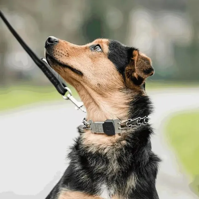 Herm. Sprenger Stainless Ultra-plus Dog Traini