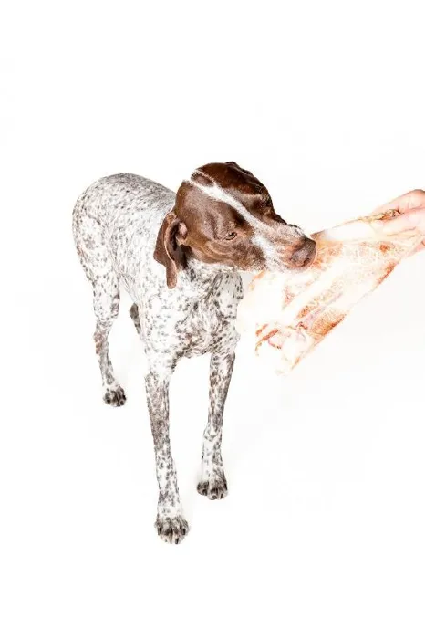 Winnie Lou - Bison Scapula Chew