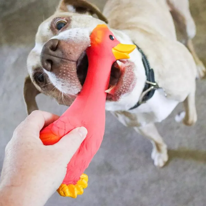 Rascals Coastal Latex Dog Toy, Red Long Neck Duck