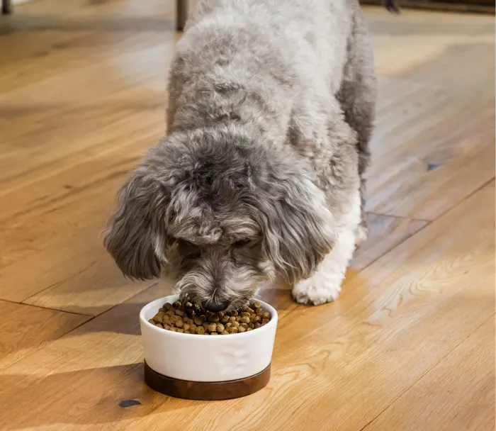 Open Farm Dog Dry Healthy Weight Chicken Whitefish 22-lb