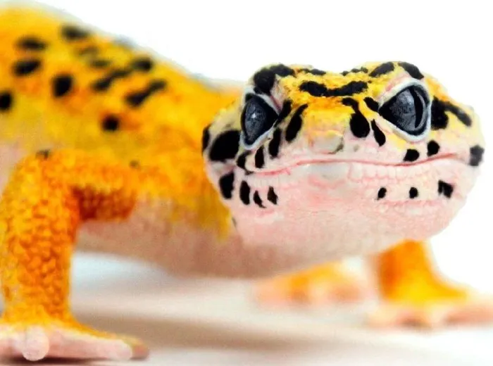 Breyer CollectA - Leopard Gecko