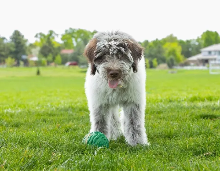 Petkore Luna Ball For Dogs, Green, 4"